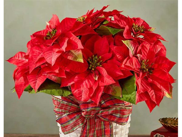 Happiest Holidays Poinsettia