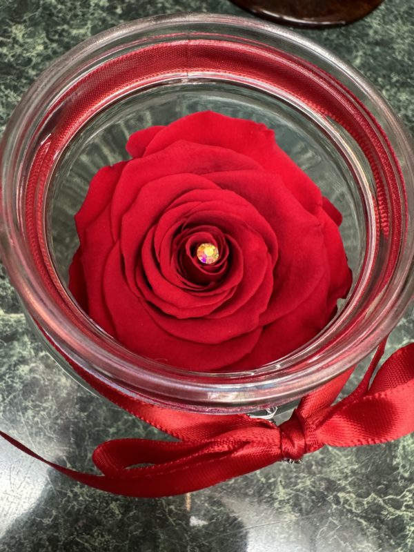 Preserved Rose in Cylinder With Clear Lid